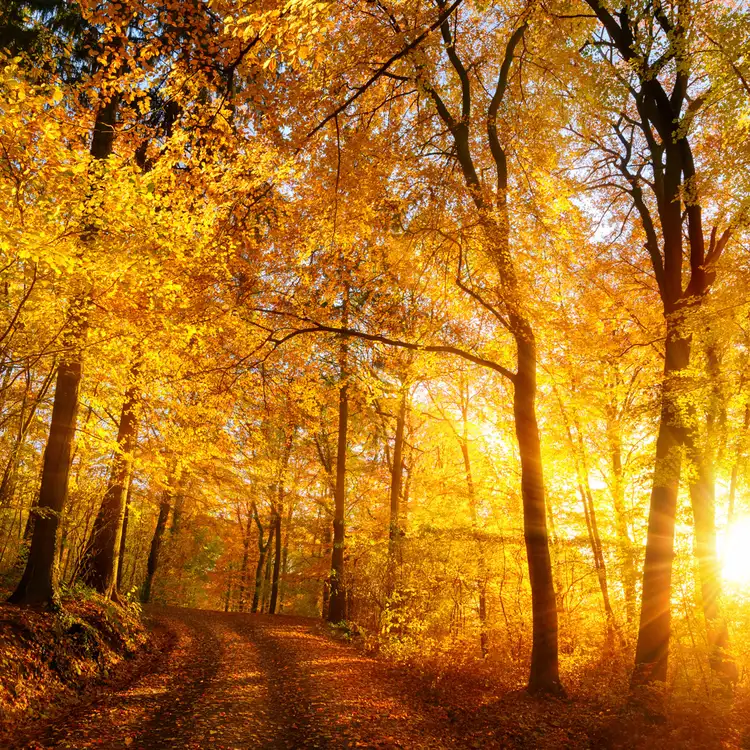 Autumn Glow Fragrance Oil Video